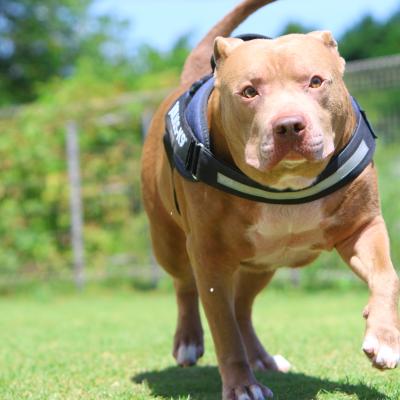 あいくりちゃん