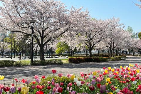 ランステ®公認：きゃんべるのEnjoy街ラン 「枝垂桜と八重桜と花筏」12キロ ＊キロ7超