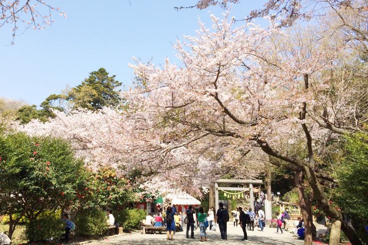 【鎌倉お花見】桜のトンネルと海をめぐる春色ショートトレイル