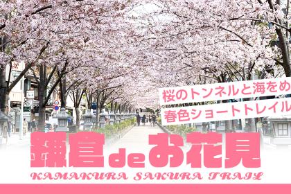 【鎌倉お花見】桜のトンネルと海をめぐる春色ショートトレイル