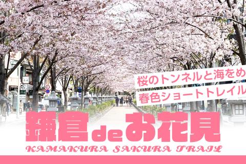 【鎌倉お花見】桜のトンネルと海をめぐる春色ショートトレイル