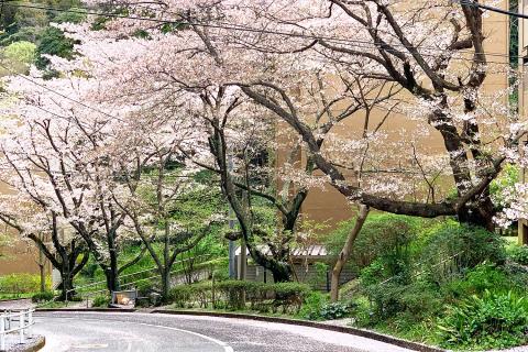 【鎌倉お花見】桜のトンネルと海をめぐる春色ショートトレイル