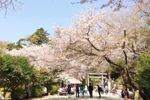 【鎌倉お花見】桜のトンネルと海をめぐる春色ショートトレイル