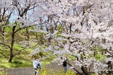 桜 RIDE in アイランドホッピング