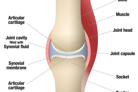 【ふくい桜2週間前】膝と足首のカプセルを救う。「緊急アライメント構築」90分（限定2名）