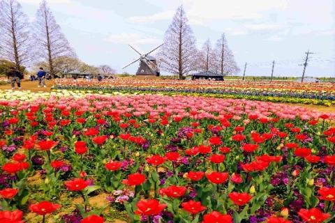 あけぼの山農業公園のチューリップ　５／８ｋｍ　団体歩行