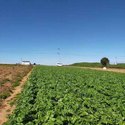 ダイコン大好きさん