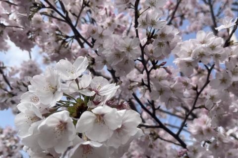 パン好きみやちゃんと行く第二弾"ベーカリー＋お花見ラン"