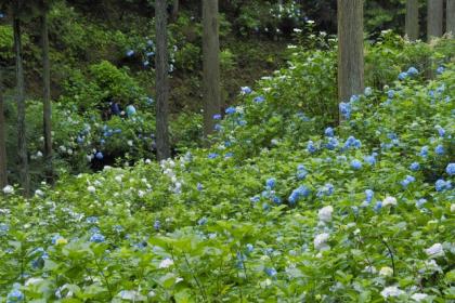 ゆる山あるき　南沢あじさい山