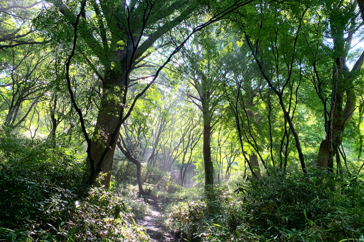 【鎌倉to横浜】水音と深緑の森をつなぐ癒しのワンウェイトレイル