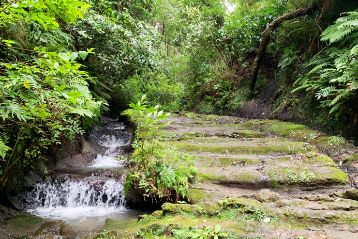【鎌倉to横浜】水音と深緑の森をつなぐ癒しのワンウェイトレイル