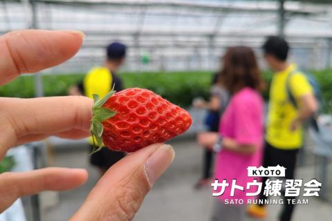 ほっぺが落ちる大粒いちご 京都八幡のおさぜん農園 いちご狩りラン 42k 21k【サトウ練習会】