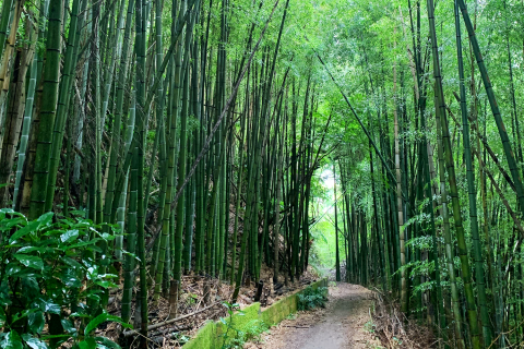 【鎌倉to横浜】水音と深緑の森をつなぐ癒しのワンウェイトレイル