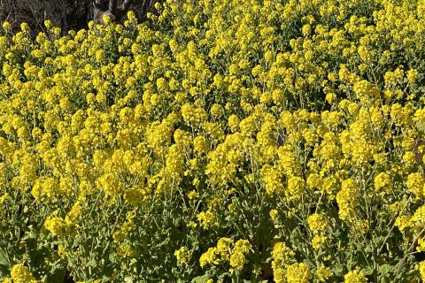 ゆっくりウォーク　小田急線から相模線へ　六会日大前駅～宮山駅