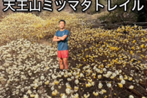 驚愕！天王山ミツマタトレイルの旅〜この時期限定の景色〜