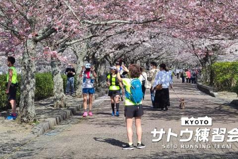 ひこにゃんのふるさと国宝彦根城 さざなみ街道を行く絶景のお花見ラン マラニック50k【サトウ練習会】