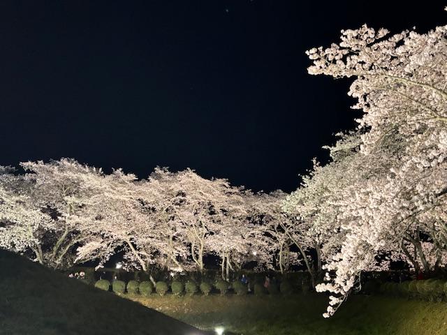 満開の桜(去年イベント時に撮影)