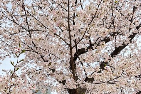 4/5(日)【春の桜を満喫！パン活マラニック】