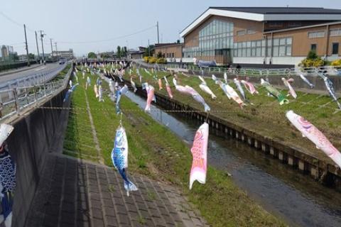 みわっちと千葉で街ラン！5月「市川でバラとパンと鯉のぼりピクニックラン」15キロ（キロ7分ペース）