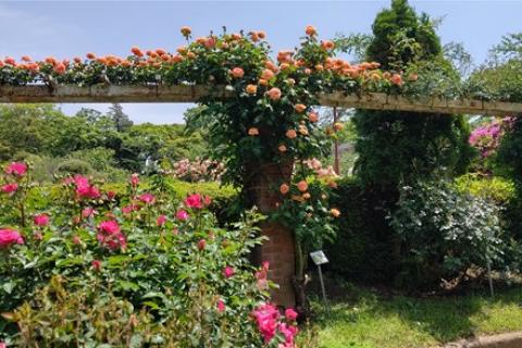 みわっちと千葉で街ラン！5月「市川でバラとパンと鯉のぼりピクニックラン」15キロ（キロ7分ペース）