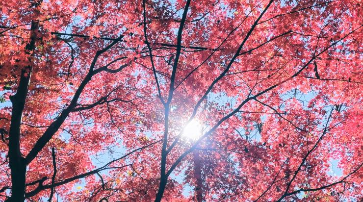 紅葉