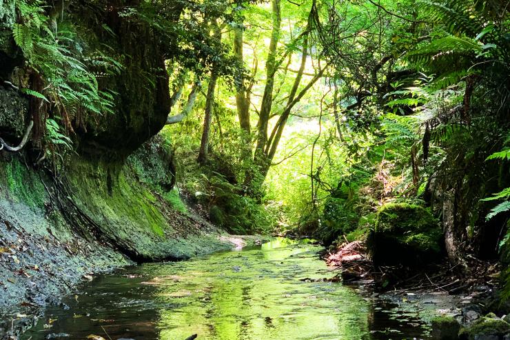 【探検×絶景】鎌倉秘境アドベンチャートレイル