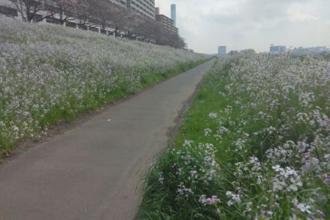 Saturday Community Walk(多摩リバーサイドロードラン+調味料工場見学)