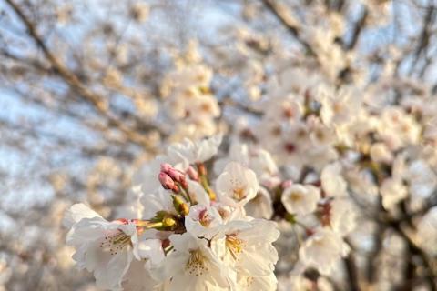 4/29(水祝)【チームガチキタ＠ウルトラ対策練】