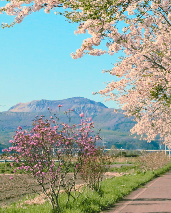 桜の季節の有珠山（サイクリングロードから撮影）