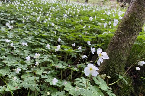 ダブルジュンさんの「春のゆるっとニリンソウハイク＠高尾山」