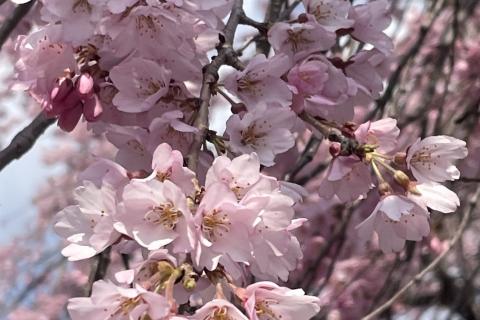 札幌さくらマラニック