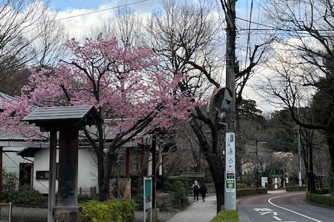 新緑とバラ香る　神代植物公園・深大寺マラニック