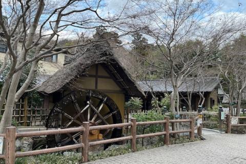 新緑とバラ香る　神代植物公園・深大寺マラニック