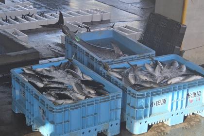 早川漁港へ腹ペコラン☆走って海鮮を食べにいこう！！