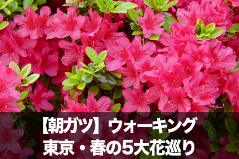 【朝ガツ】東京・春の5大花巡りウォーキング｜10キロ朝旅