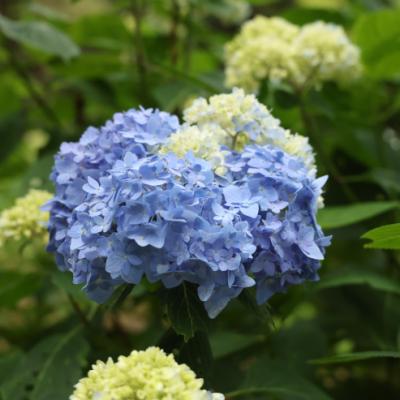 第3回　渋川クロスカントリー　あじさいプチ大会