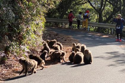 屋久島一周ランニングジャーニー