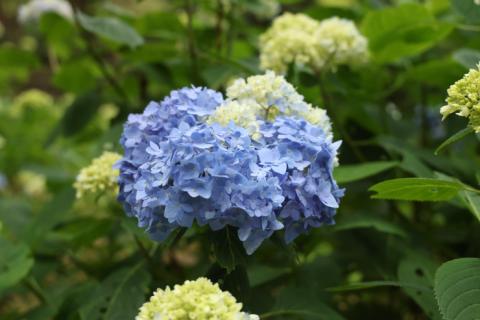 第3回　渋川クロスカントリー　あじさいプチ大会