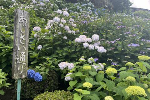 「流山の紫陽花2026」　７ｋｍ　団体歩行