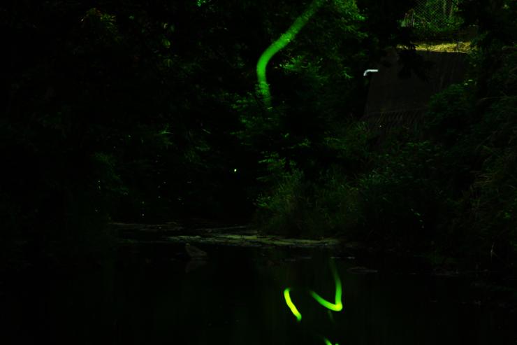 鎌倉ホタルナイトトレイル（トレイルラン・ハイキング）