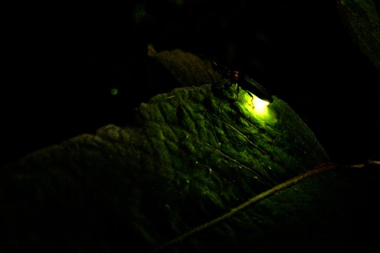 鎌倉ホタルナイトトレイル（トレイルラン・ハイキング）