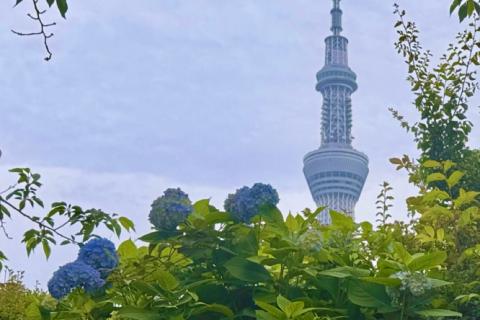 ランステ®公認：きゃんべるのEnjoy街ラン 6月「紫陽花ラン」17キロ ＊キロ7超