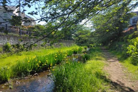 Sunday Community Run(野川グラベルラン)
