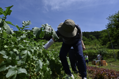 〜野菜収穫体験〜ランニングイベント