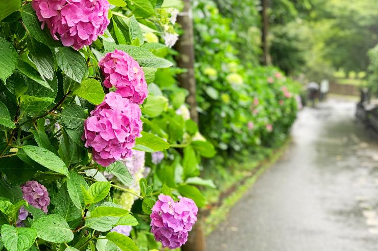 鎌倉・秘密の紫陽花トレイル