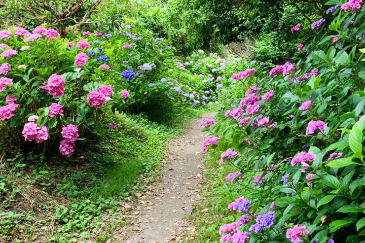 鎌倉・秘密の紫陽花トレイル