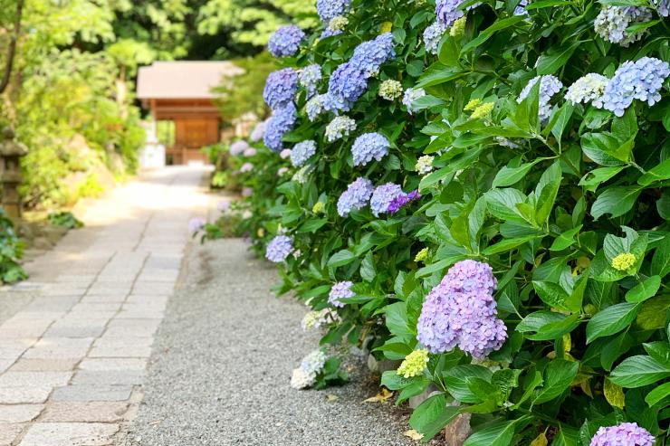 鎌倉・秘密の紫陽花トレイル