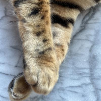 よつりあむさん