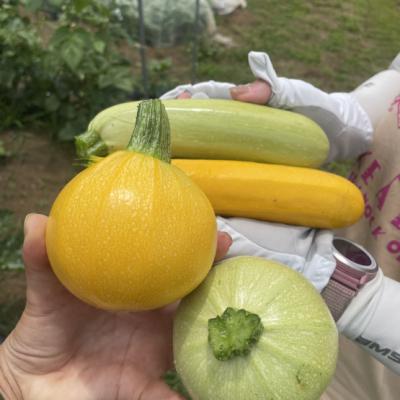 〜野菜収穫体験〜ランニングイベント