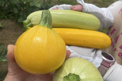 〜野菜収穫体験〜ランニングイベント